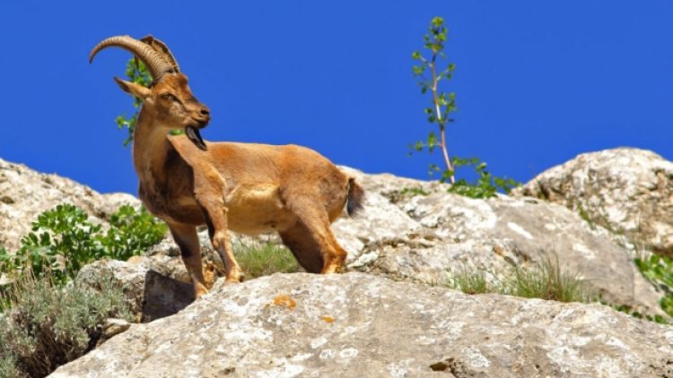 Dağkeçilerini avlamak için açılan ihaleye tepki yağıyor