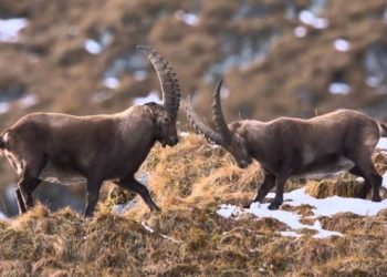 Dağ keçilerini öldürecek ihale yargıya taşındı