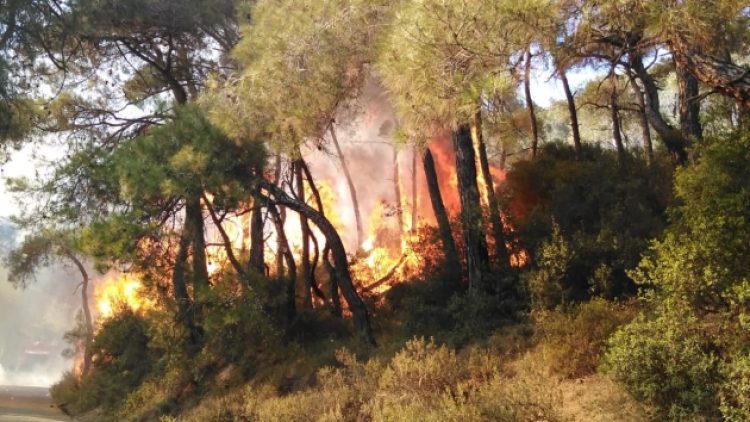 Heybeliada’daki orman yangını kontrol altına alındı