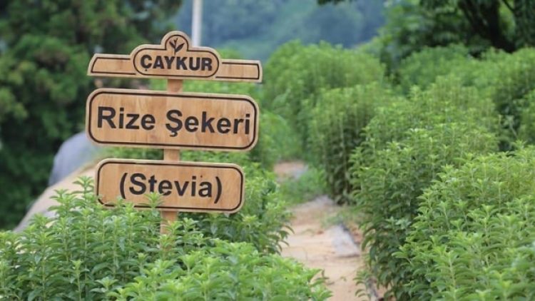‘Rize şekeri’ stevia için kurulan fabrika, arazi bitkiye uygun olmadığı için boşa düştü