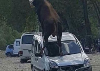 Kurbanlık boğa, park halindeki aracın üstüne çıktı
