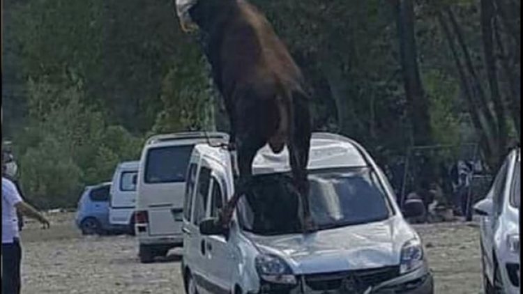 Kurbanlık boğa, park halindeki aracın üstüne çıktı