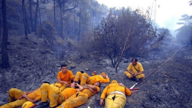 2019’da 486 orman işçisi hayatını kaybetti