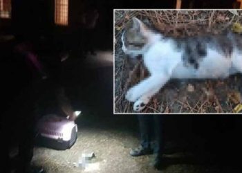 45 günlük yavru kedi işkence ile öldürüldü