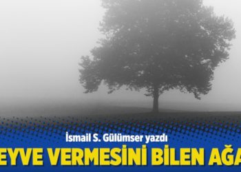 Meyve vermesini bilen ağaç