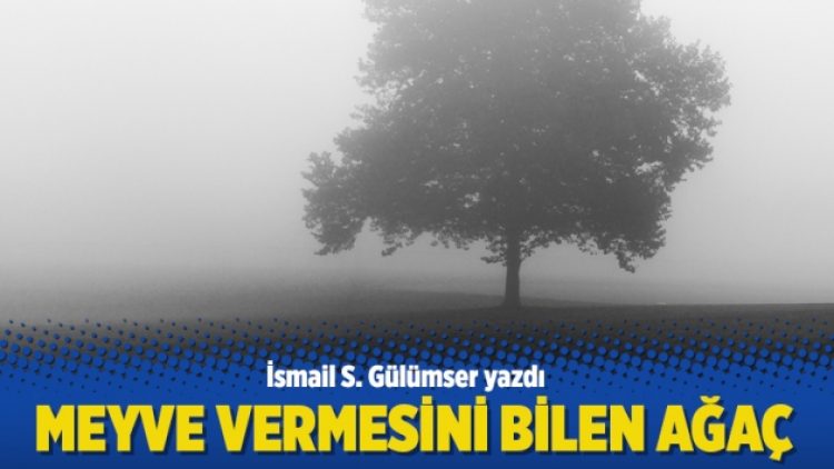 Meyve vermesini bilen ağaç