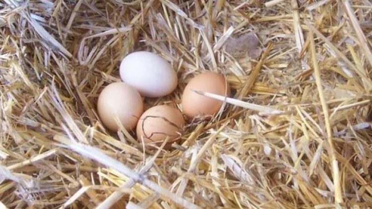 Kamu bankaları yumurtacı oldu!