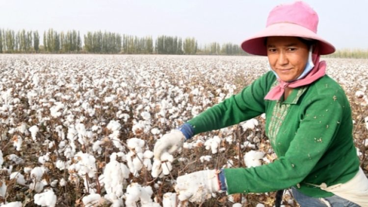 Çin pamuğuna Uygur yasağı!