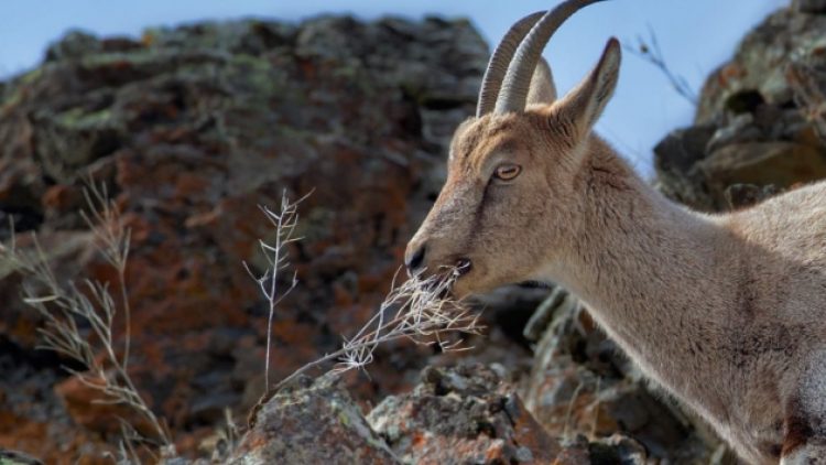 Tepkiler üzerine av izni iptal edildi