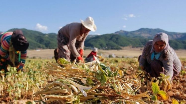 Çiftçiye bir darbe daha; vergi sıfırlandı, buğdayda ithalatın önü açıldı