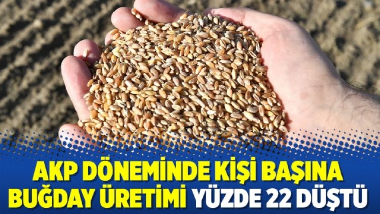 AKP döneminde kişi başına buğday üretimi yüzde 22 düştü