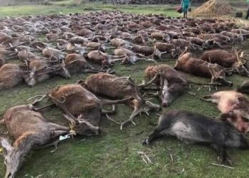 Avcılar paylaştı, sosyal medya ayağa kalktı