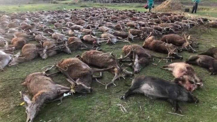 Avcılar paylaştı, sosyal medya ayağa kalktı