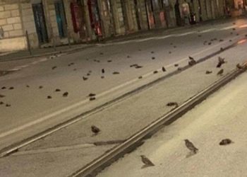 Roma’da havai fişeklerle yüzlerce kuş öldürüldü