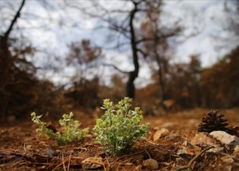 İmar düzenlemesi: Ormanların kaderi AYM’nin elinde 3 yıldır bekletiliyor