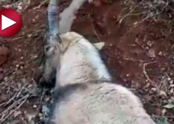 Tunceli’de dağ keçileri katledilmeye devam ediyor
