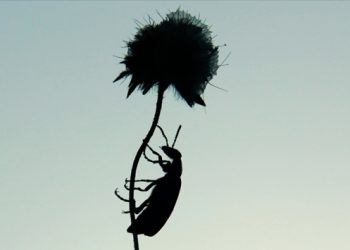 AB’de böcekli yiyeceklere yeşil ışık