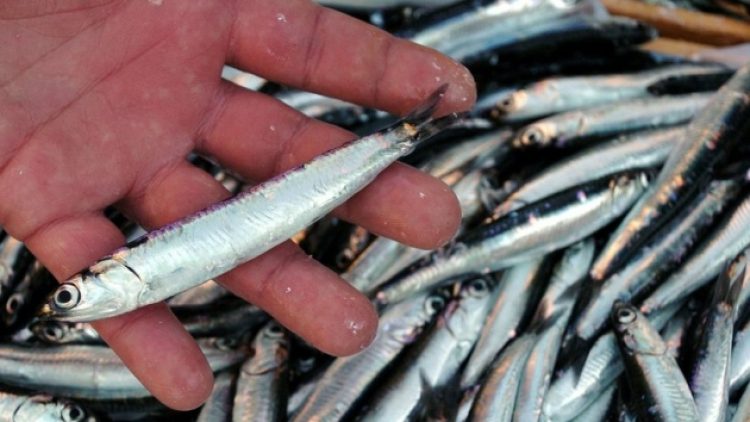 Yasak kalktı: Hamsi ne kadar oldu?