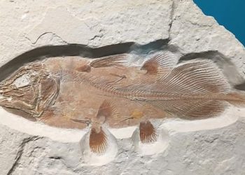 Milyonlarca yıllık balık fosili bulundu