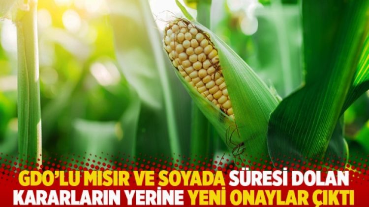 GDO’lu Mısır ve soyada süresi dolan kararların yerine yeni onaylar çıktı