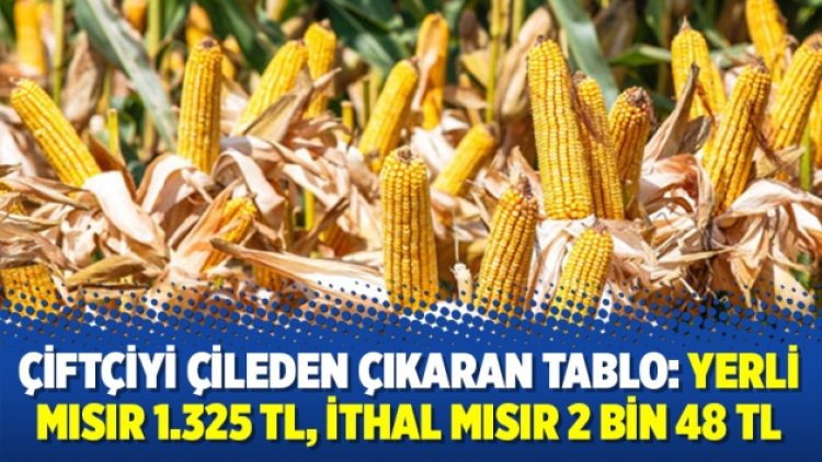 Çiftçiyi çileden çıkaran tablo: Yerli mısır 1.325 TL, ithal mısır 2 bin 48 TL