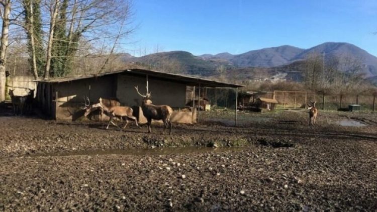 Geyiği hayvanat bahçesinden çalıp yemişlerdi! Rekor ceza…