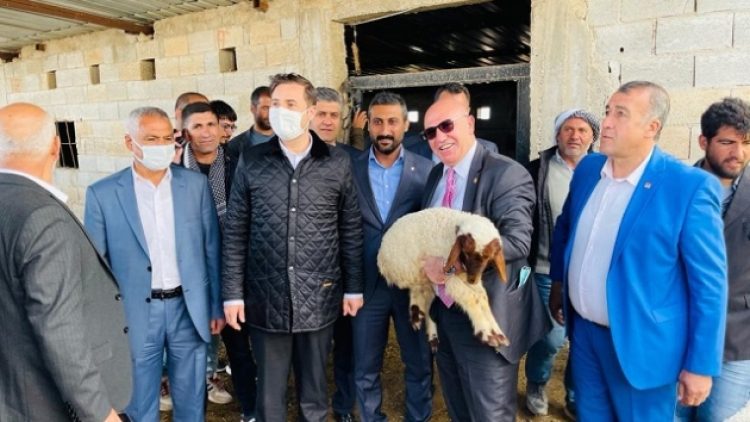 Gözaltına alınan 35 koyun, bakanlık devreye girince serbest kaldı