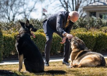 Biden’ın köpeği Beyaz Saray’da bir kişiyi daha ısırdı