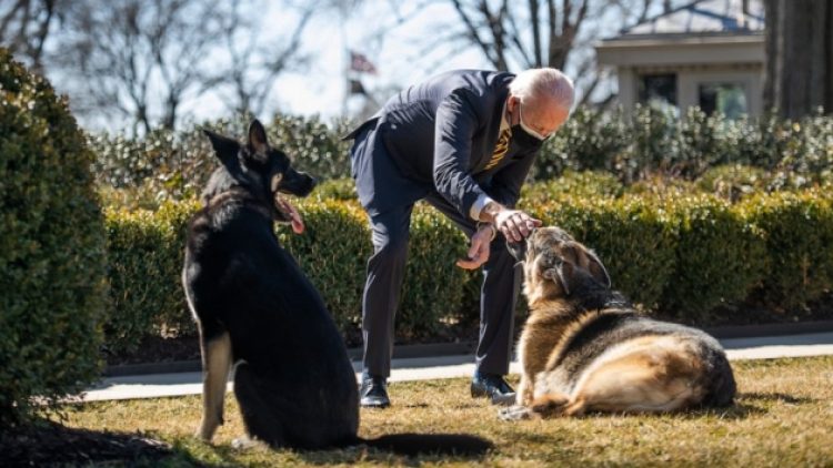 Biden’ın köpeği Beyaz Saray’da bir kişiyi daha ısırdı