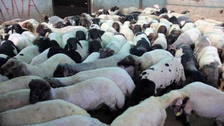 Ceylanpınar’da 82 koyun gözaltında!