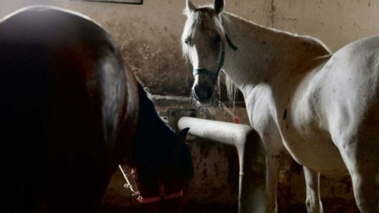 “İBB’nin verdiği atlar kıyma-kuşbaşı oldu” iddiası