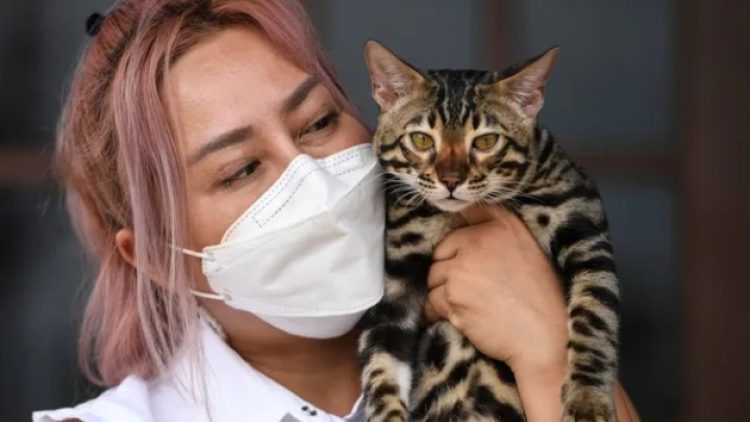 Rusya: Hayvanları Covid’den koruyacak aşının ilk partisi üretildi