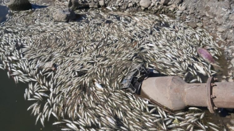 Dicle’de balıklar neden ölüyor?