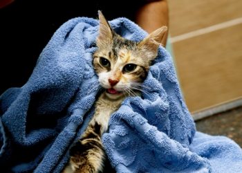 Türkiye’nin ilk Kedi Müzesi açılıyor