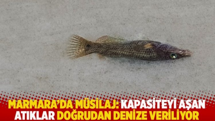 Marmara’da müsilaj: Kapasiteyi aşan atıklar doğrudan denize veriliyor