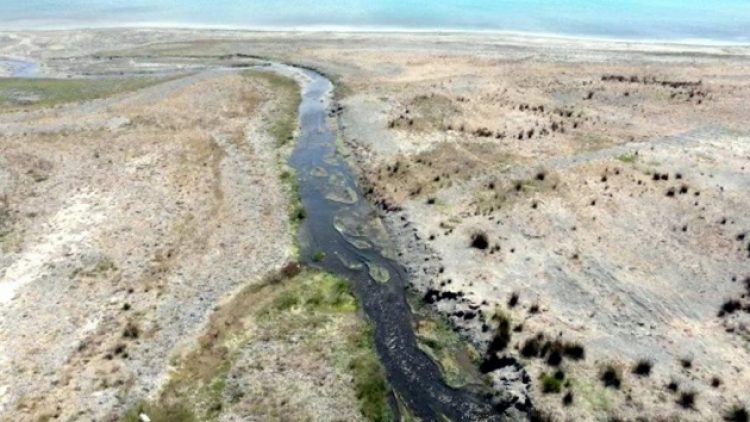 Salda Gölü’nü kirletenler bulundu: İnekler!