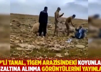 CHP’li Tanal, TİGEM arazisindeki koyunların gözaltına alınma görüntülerini yayınladı
