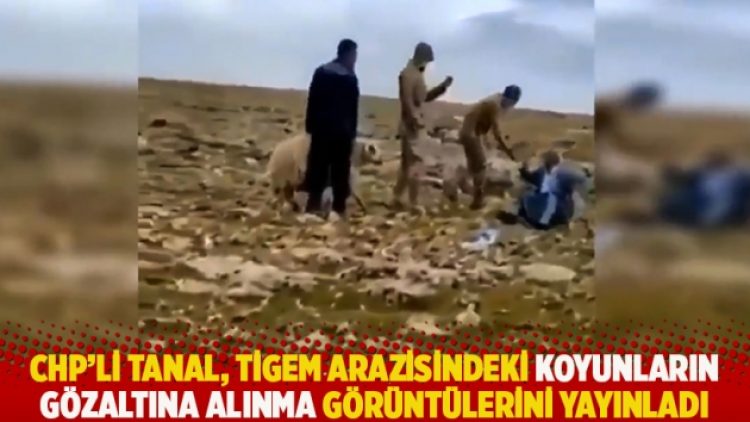 CHP’li Tanal, TİGEM arazisindeki koyunların gözaltına alınma görüntülerini yayınladı