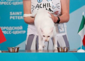 Kahin kedi Achilles, İtalya – Türkiye maçı için tahminini yaptı!