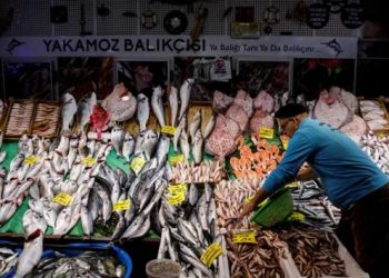 ‘Müsilaj’ analizi sonrası bakanlık: Balıklar temiz