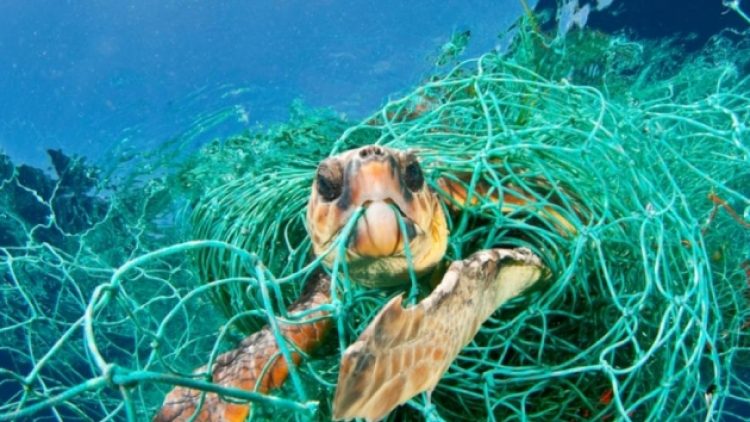 Dünya Doğayı Koruma Vakfı: ‘Akdeniz büyük tehdit altında’