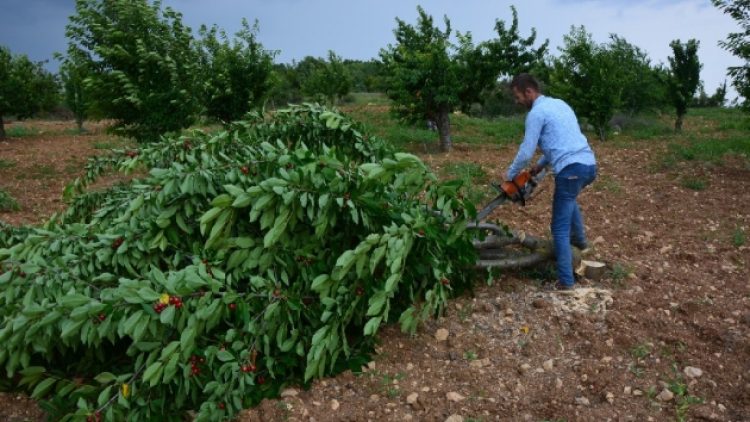 İsyan etti, bin 500 kiraz ağacını kesti