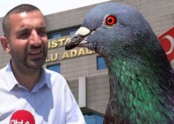 Bahçesinde hint keneviri yakalandı: Güvercinlere verdiğim tohumlar toprağa düşüp yetişmiş