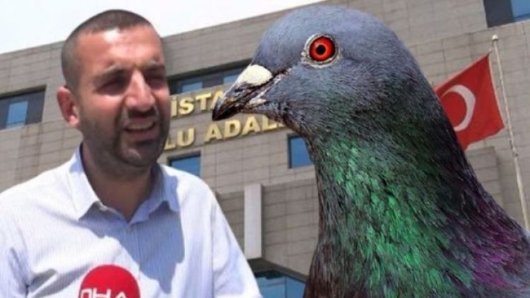 Bahçesinde hint keneviri yakalandı: Güvercinlere verdiğim tohumlar toprağa düşüp yetişmiş