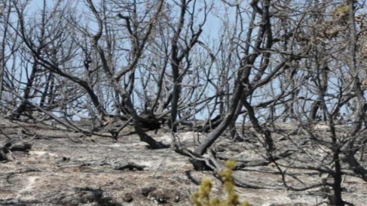 Bingöl’deki orman yangını 4 gün sonra söndürüldü