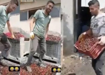 Meyve suyu yapılacak vişneleri ayakkabıyla çiğnediler