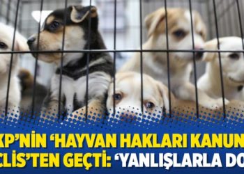 AKP’nin ‘Hayvan Hakları Kanunu’ Meclis’ten geçti: ‘Yanlışlarla dolu’