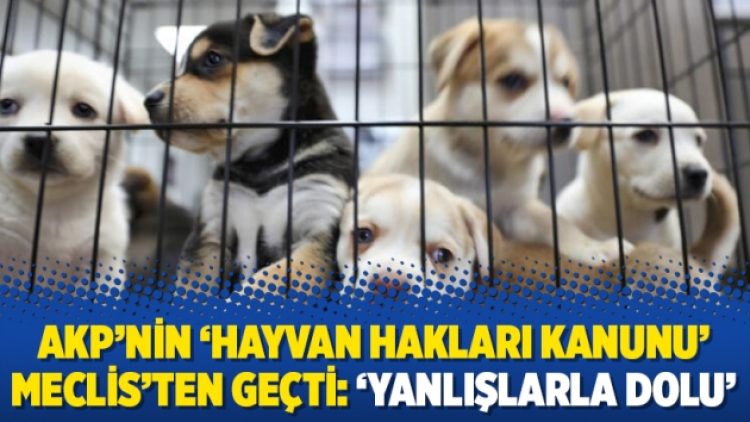 AKP’nin ‘Hayvan Hakları Kanunu’ Meclis’ten geçti: ‘Yanlışlarla dolu’