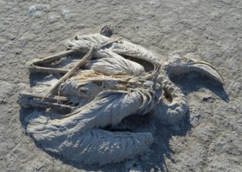 İş işten geçtikten sonra: Tuz Gölü’ndeki ‘flamingo katliamı’ için inceleme