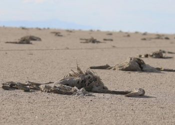51 STK’dan ortak açıklama: Flamingo ölümlerinin nedeni yanlış tarım politikaları